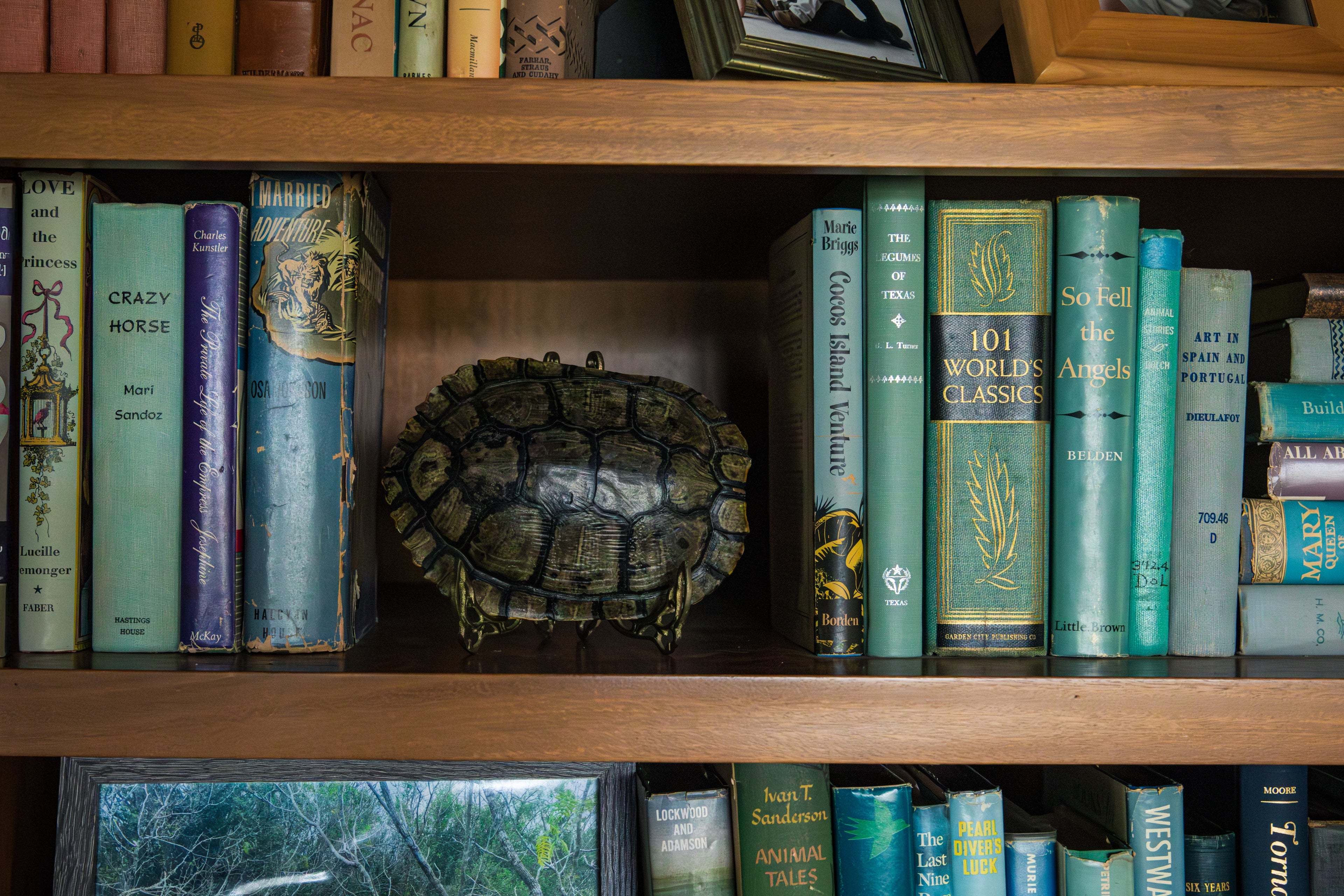 Turtle Shells