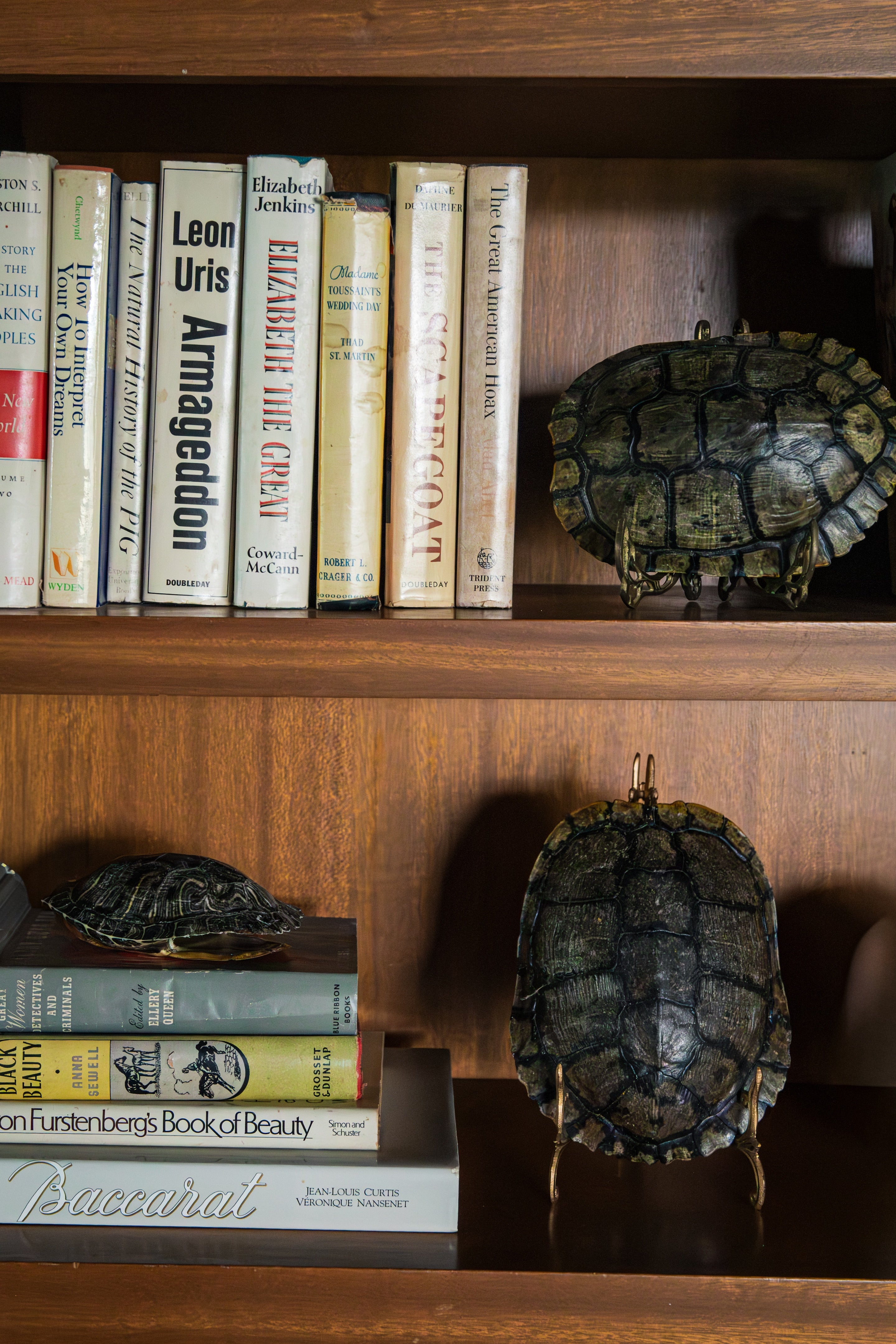 Turtle Shells